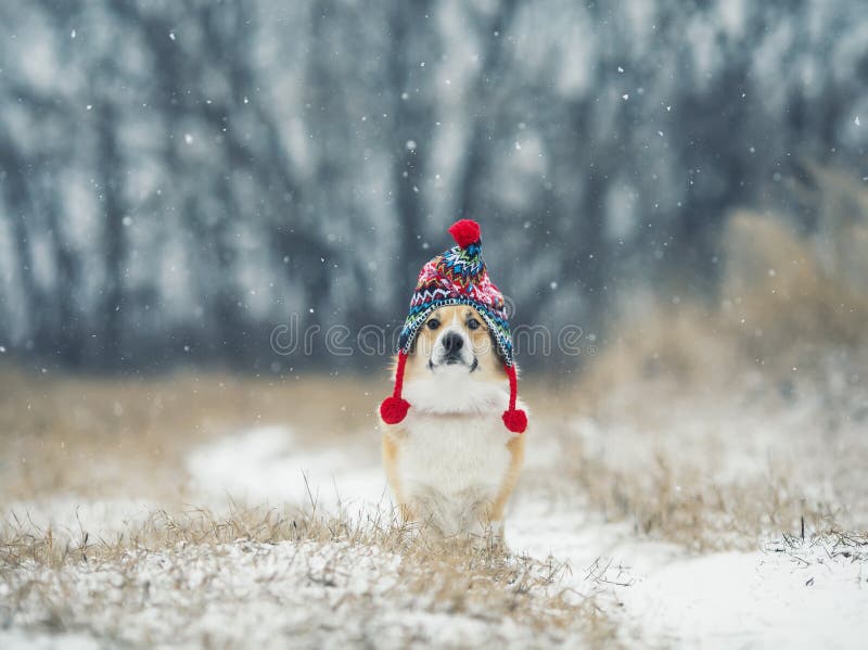 Portrait funny a Corgi dog puppy sits in a winter Park in a knitted warm red hat under the falling snow