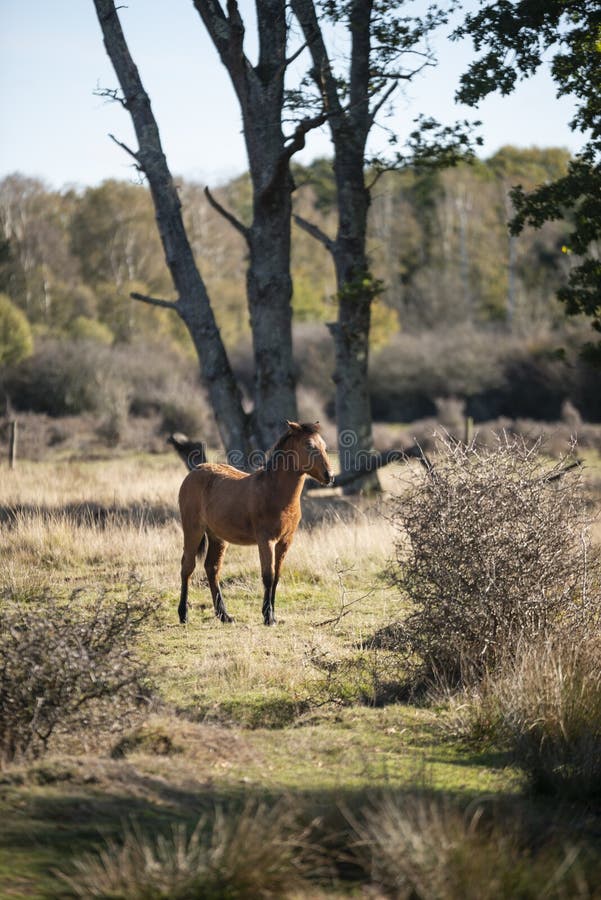 Beautiful portrait of New Forest pony in Autumn woodland landscape with vibrant Fall color all around stock images Beautiful portrait of New Forest pony in Autumn woodland landscape with vibrant Fall color all around stock images