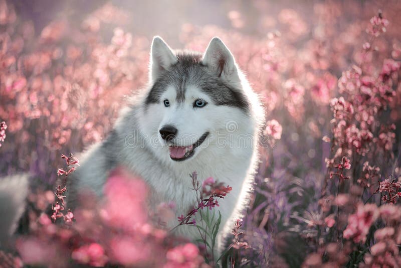 70,969 Husky Dog Stock Photos - Free & Royalty-Free Stock Photos from Dreamstime 70,969 Husky Dog Stock Photos - Free & Royalty-Free Stock Photos from Dreamstime