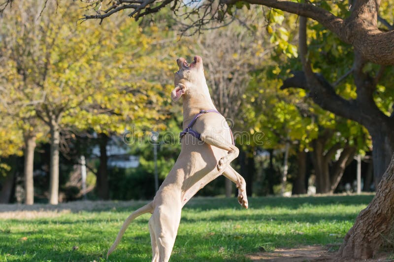 Beautiful pose of an American Staffordshire terrier jumping. stock images Beautiful pose of an American Staffordshire terrier jumping. stock images