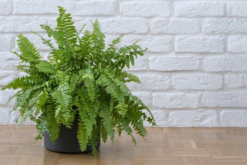 Beautiful potted Boston ferns or Green Lady houseplant on floor by brick wall in living room. Nephrolepis exaltata, Beautiful potted Boston ferns or Green Lady stock photo