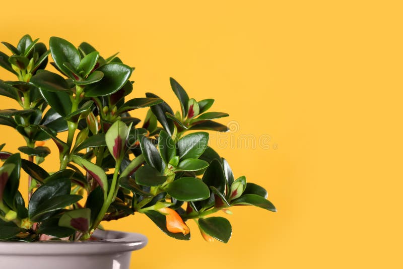 Beautiful potted Goldfish plant on yellow background, closeup. Space for text. Beautiful potted Goldfish plant on yellow background, closeup royalty free stock photos