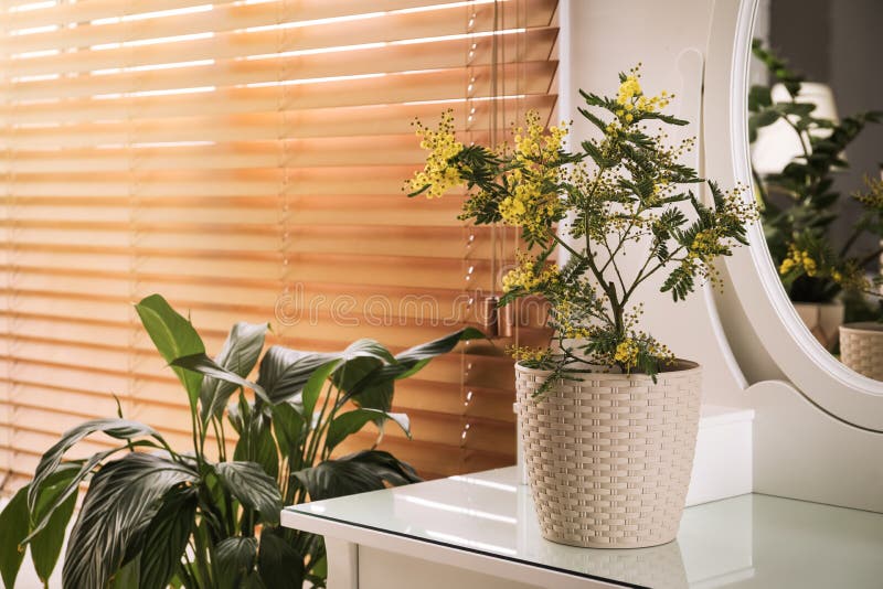 Beautiful Potted Mimosa Plant on Dressing Table in Room, Space for Text