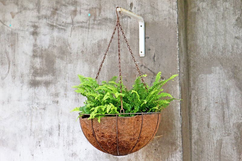 Beautiful Potted Plant Hanging on the Wall Stock Image Image of
