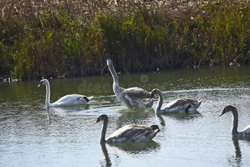 Very pretty swans on the small river in the sunshine. Beautiful pretty swans close up on the small river in the sunshine at my home royalty free stock photos Very pretty swans on the small river in the sunshine. Beautiful pretty swans close up on the small river in the sunshine at my home royalty free stock photos