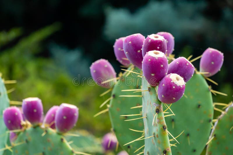 Beautiful prickly pear cactus with red fruits. Opuntia, ficus-indica or Indian fig opuntia in park