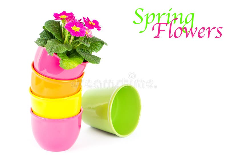 Beautiful primula flowers in colorful buckets royalty free stock images Beautiful primula flowers in colorful buckets royalty free stock images