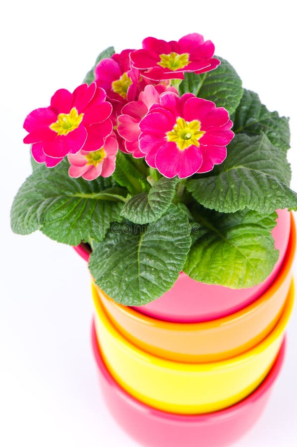 Beautiful Primulas Flowers in Colorful Buckets Stock Photo - Image of ...