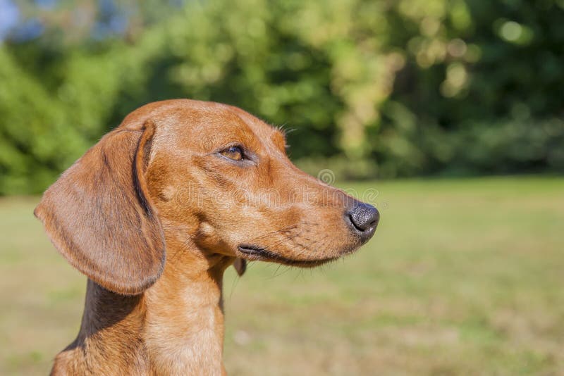 Beautiful profile of a very attentive dachshund royalty free stock photos Beautiful profile of a very attentive dachshund royalty free stock photos