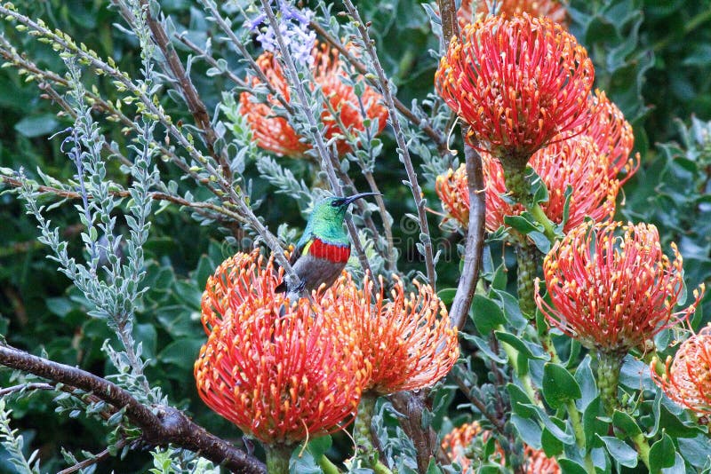 Beautiful Protea flower growing in the wild with its head open
