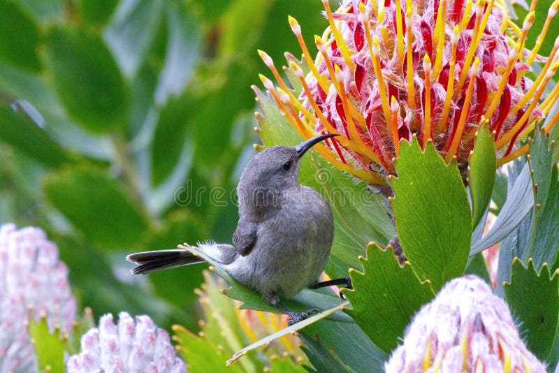 Beautiful Protea flower growing in the wild with its head open