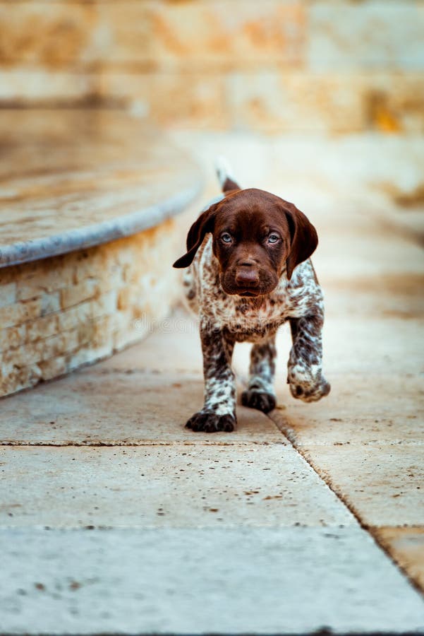 long haired german pointer puppies