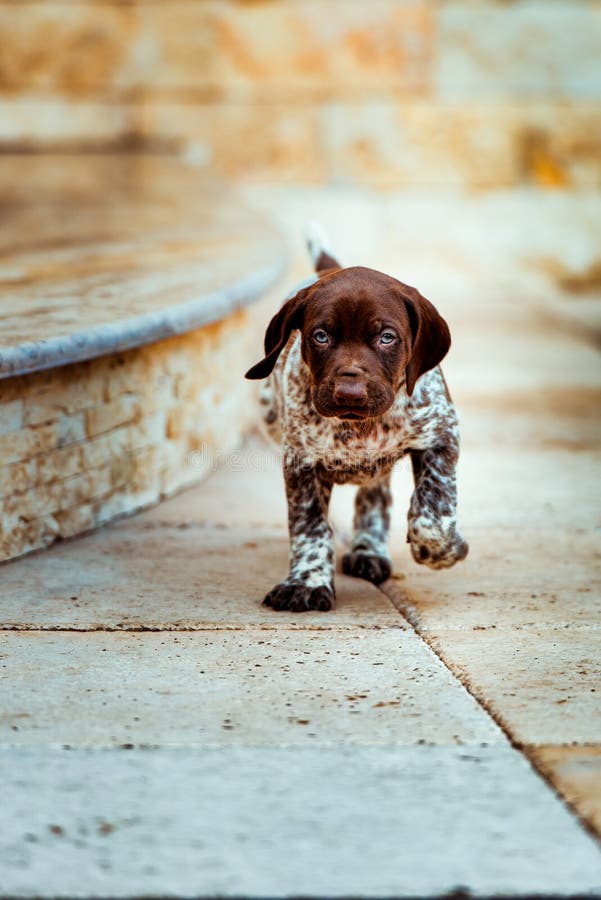 Beautiful Puppy German Short Haired Pointer Stock Photo - Image of  calmness, cute: 133602758
