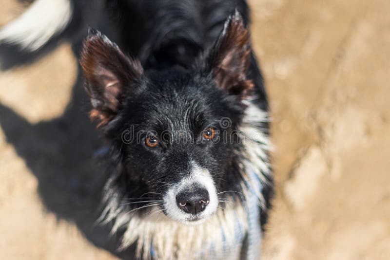 Beautiful Puppy Mix Border Collie and Welsh Stock Photo Image