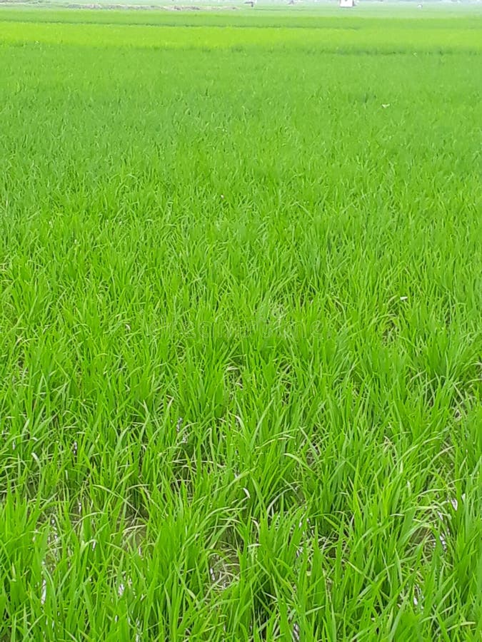 Beautiful Purdy Filled in Indian Village Purdy Stock Photo Image of