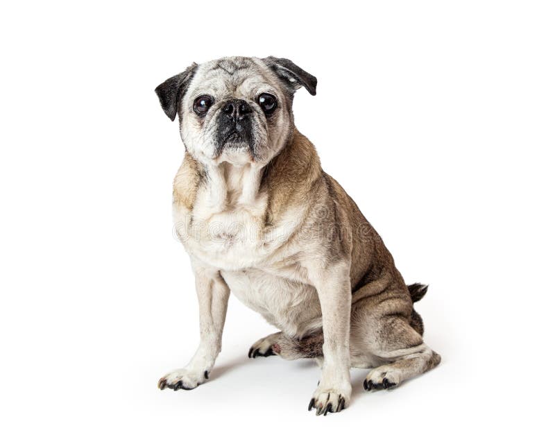 Purebred Pug Dog Isolated on White Stock Photo - Image of attentive