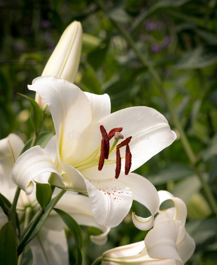 Casa Blanca White Oriental Lily