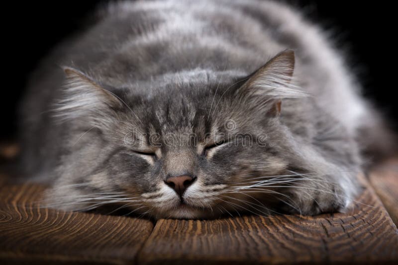 A beautiful purebred cat sleeps on a wooden table. Studio photo on a black background