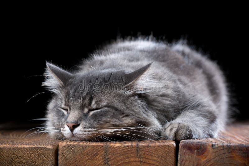 A beautiful purebred cat sleeps on a wooden table. Studio photo on a black background