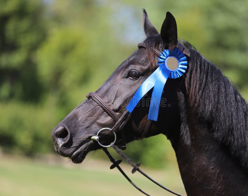 beautiful-purebred-show-jumper-horse-canter-race-course-race-colorful-ribbons-rosette-head-beautiful-award-166216237.jpg