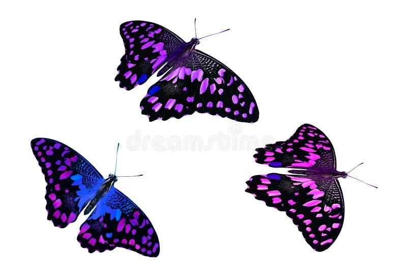 Beautiful purple butterflies. isolated on white backgroun