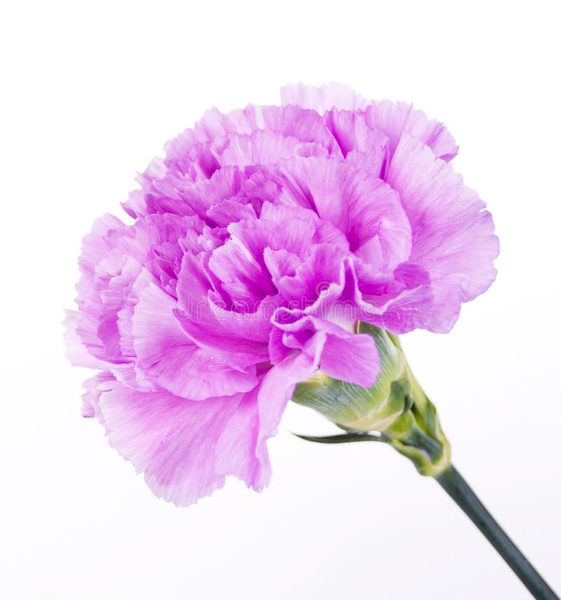 Beautiful Purple Carnation stock image. Image of beautiful - 20557905