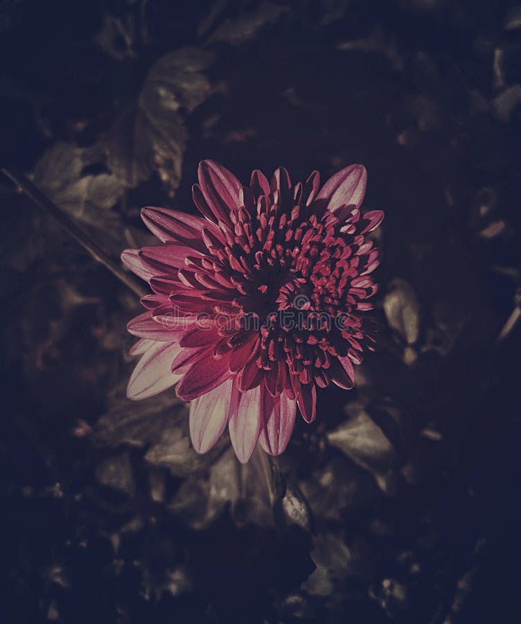 flower that blooms in darkness