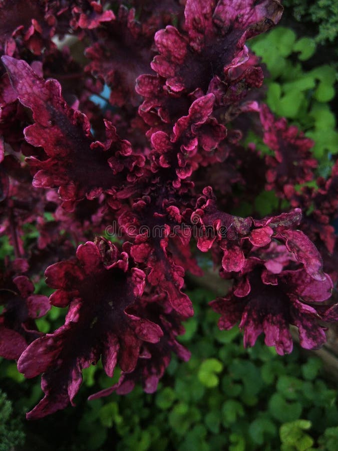 Beautiful Purple Coleus Flowers in the Yard Stock Photo Image of