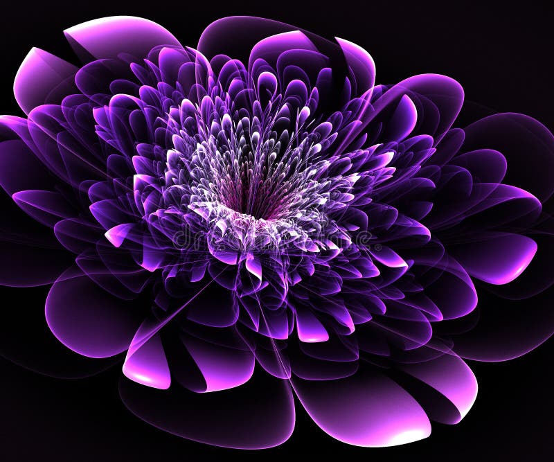 Beautiful purple flower on black background.