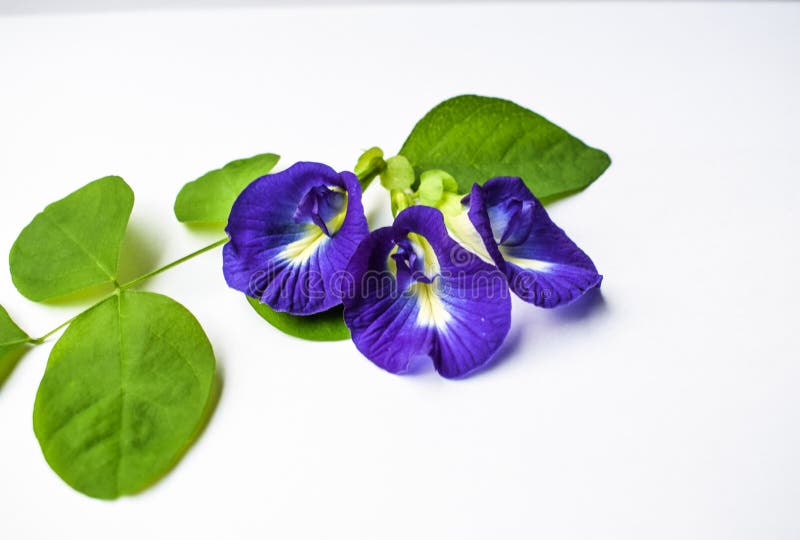 Beautiful Purple Flower, Close up Butterfly Pea Flower on White Background royalty free stock images Beautiful Purple Flower, Close up Butterfly Pea Flower on White Background royalty free stock images