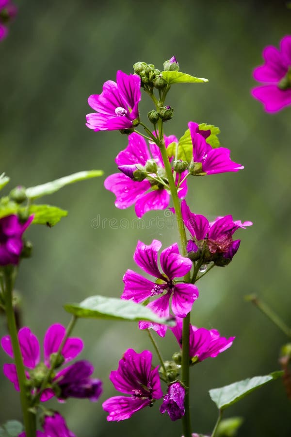 Beautiful Purple Flower in Japan Stock Photo - Image of pink, grass ...