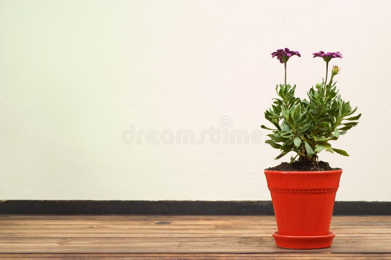 Beautiful Purple Flower in Red Pot