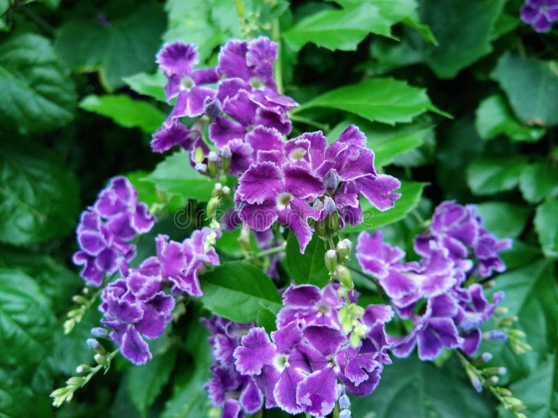 Beautiful purple flowers stock image. Image of meadow - 153250351
