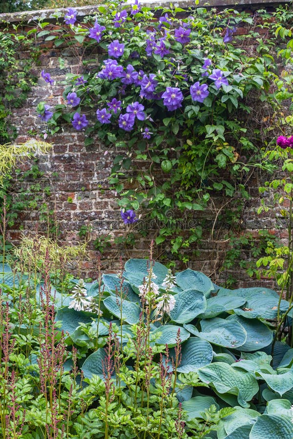 Beautiful purple flowers of clematis over old garden wall