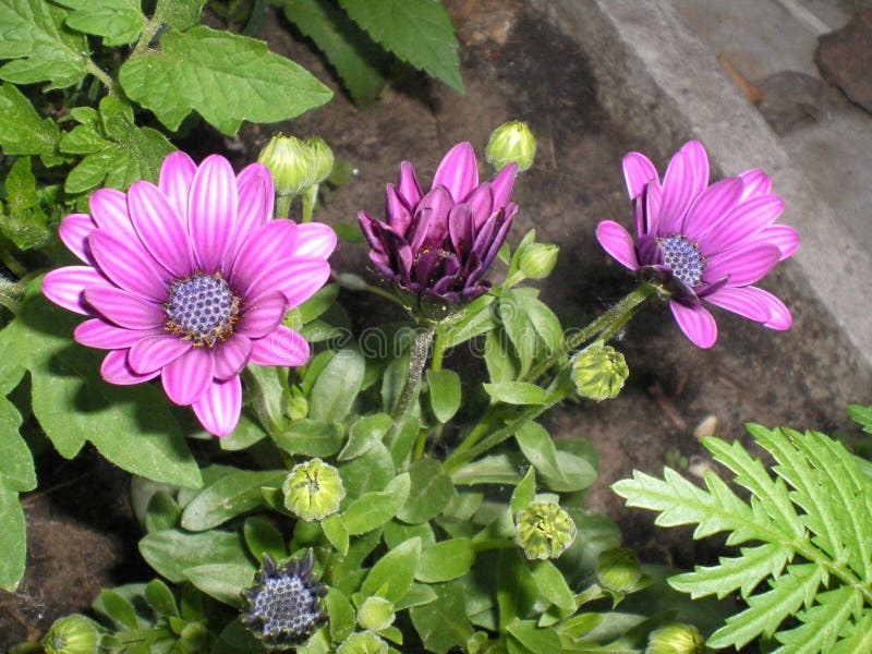 Beautiful purple flowers dimorofote stock image Beautiful purple flowers dimorofote stock image
