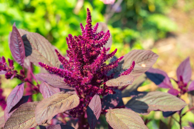 Beautiful Purple Flowers Seeds of Vegetable Amaranth Bloom in the