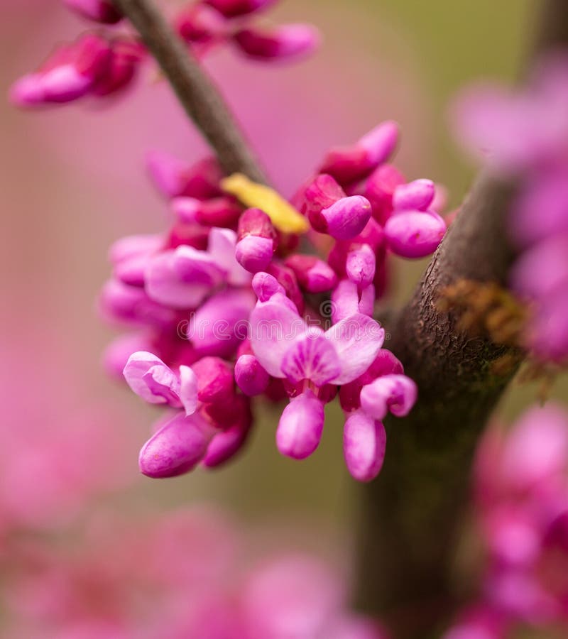 Beautiful Purple Flowers on a Tree in Spring Stock Image Image of