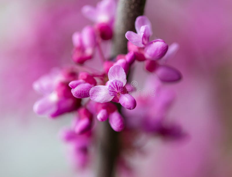 Beautiful Purple Flowers on a Tree in Spring Stock Image Image of