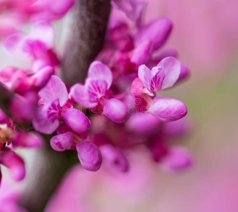 Beautiful Purple Flowers on a Tree in Spring Stock Image Image of
