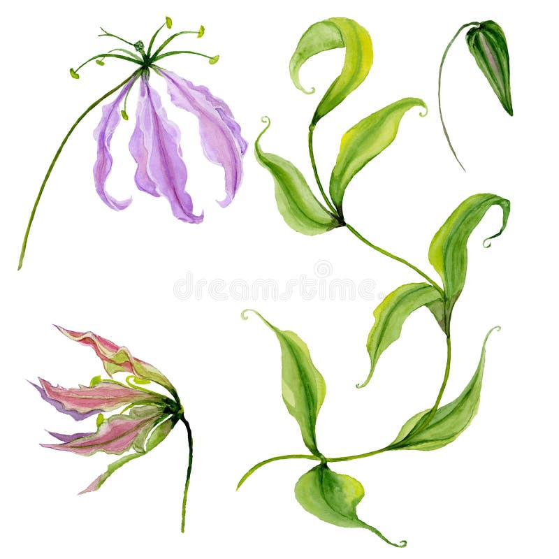 Beautiful purple gloriosa flower flame lily on a stem. Floral set flowers, leaves on climbing twig, bud.