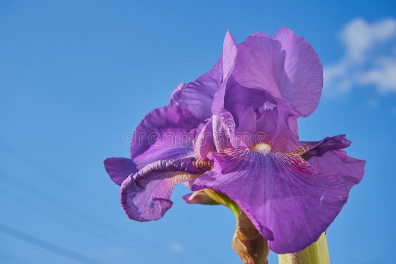 Beautiful Purple Iris Flower,closeup of an Iris Flower on a Sky Background Stock Photo Image