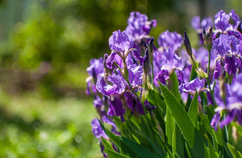 Beautiful purple irises stock photo. Image of bunch - 139359710