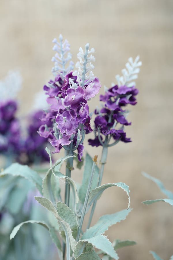 Beautiful Purple Lavender of Artificial Flowers Stock Photo Image of