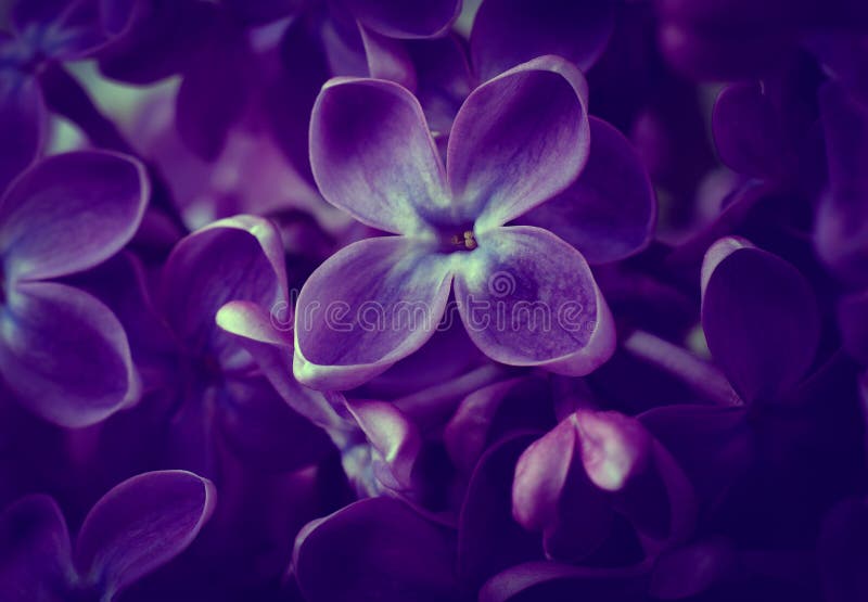 Beautiful Purple Lilac Flowers. Macro Photo Of Lilac Spring Flowers ...