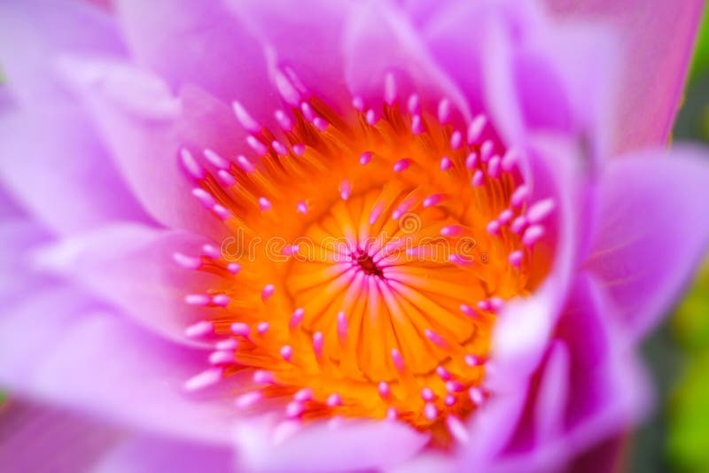 Beautiful purple lotus flower close up stock photography Beautiful purple lotus flower close up stock photography
