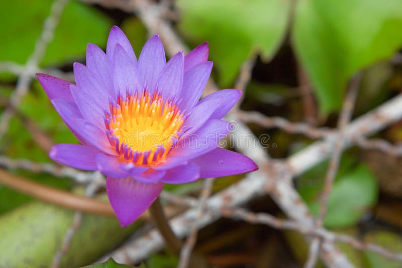 Beautiful Purple Lotus Flower Stock Image Image of flower, gardens 75910889