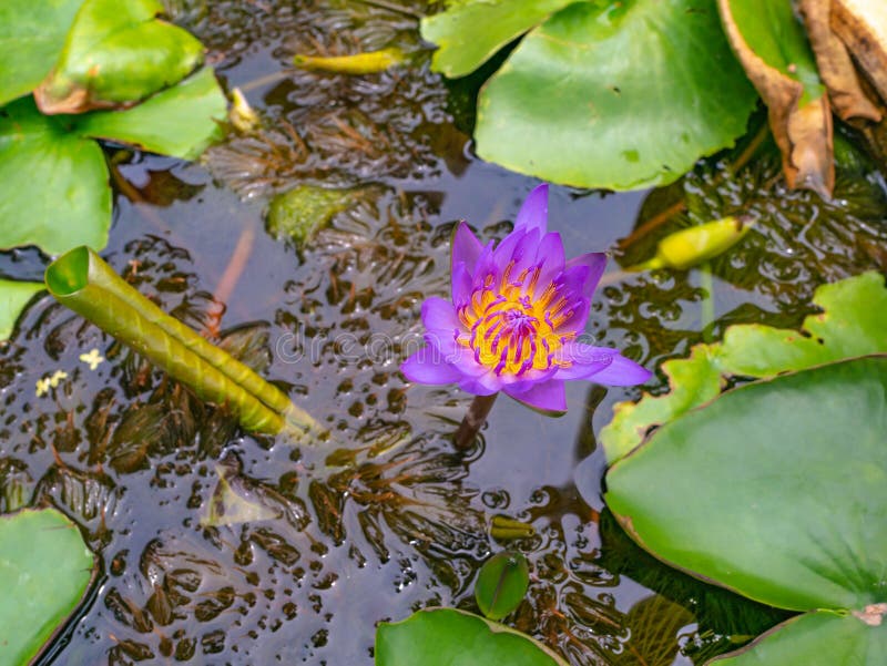 Beautiful purple lotus with Green leaf in the water pond stock photo Beautiful purple lotus with Green leaf in the water pond stock photo
