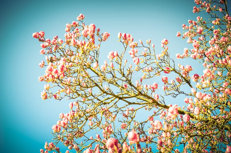 Beautiful purple magnolia flowers in the spring season. Blooming pink magnolia tulip on tree branch under clear blue sky. Springtime blossom background. Vintage tone