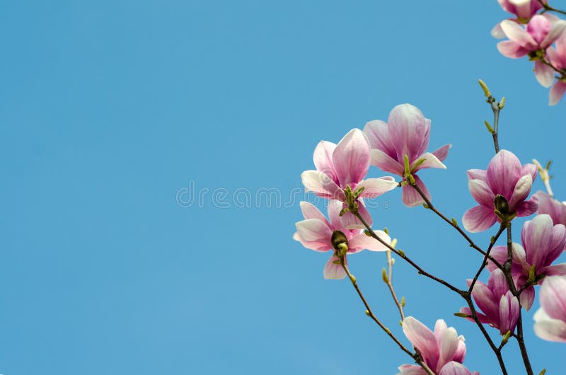 Beautiful purple magnolia flowers in the spring season on the magnolia tree. Blue sky background. Magnolia blossom. Magnolia tree with blue sky