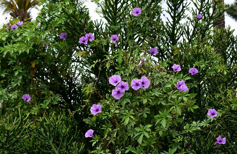 Beautiful Purple Morning Glory Flowers In The Garden Stock Photo